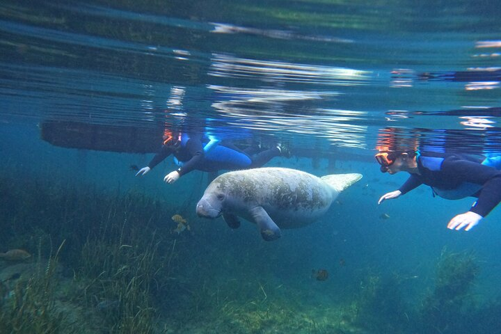 All-Inclusive Small Group Manatee Swim with Free Photos - Photo 1 of 17